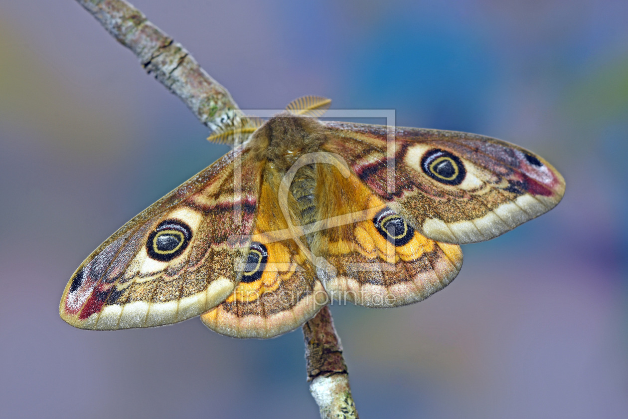 Bild-Nr.: 12568928 Kleines Nachtpfauenauge erstellt von GUGIGEI