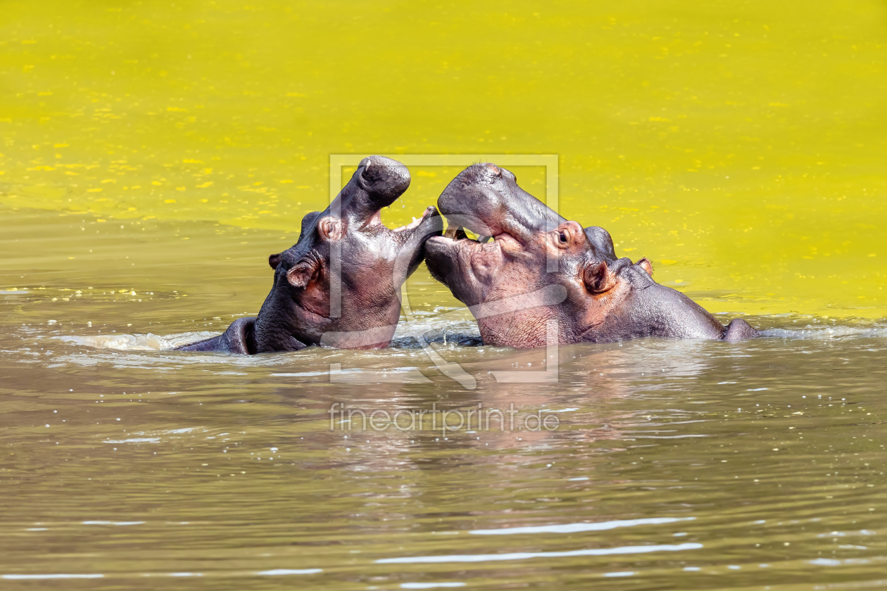 Bild-Nr.: 12569284 Hippos erstellt von Safarifotografie