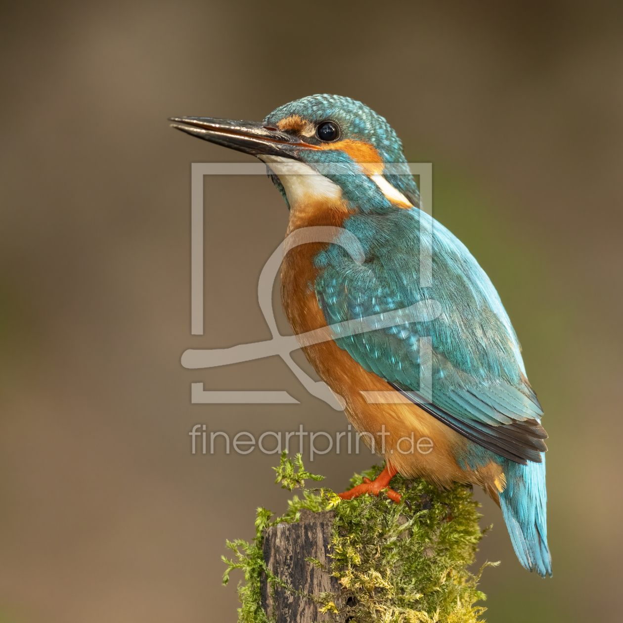 Bild-Nr.: 12570096 Eisvogelportrait erstellt von Daniela Beyer