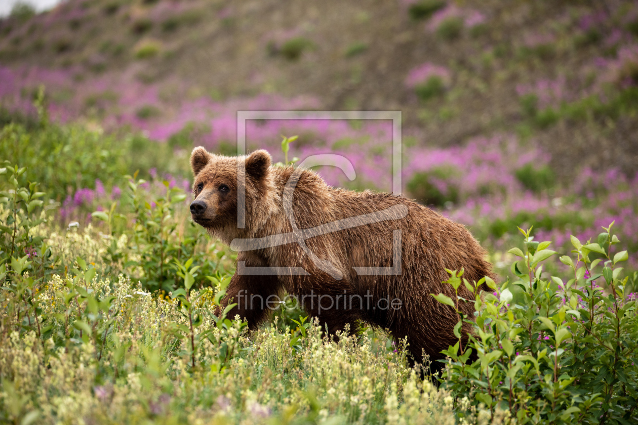 Bild-Nr.: 12570381 Grizzlybär erstellt von RolandBrackHeckePic