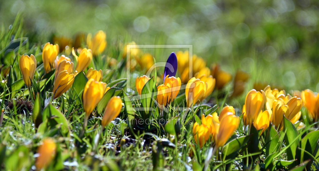 Bild-Nr.: 12570888 Frühling erstellt von GUGIGEI