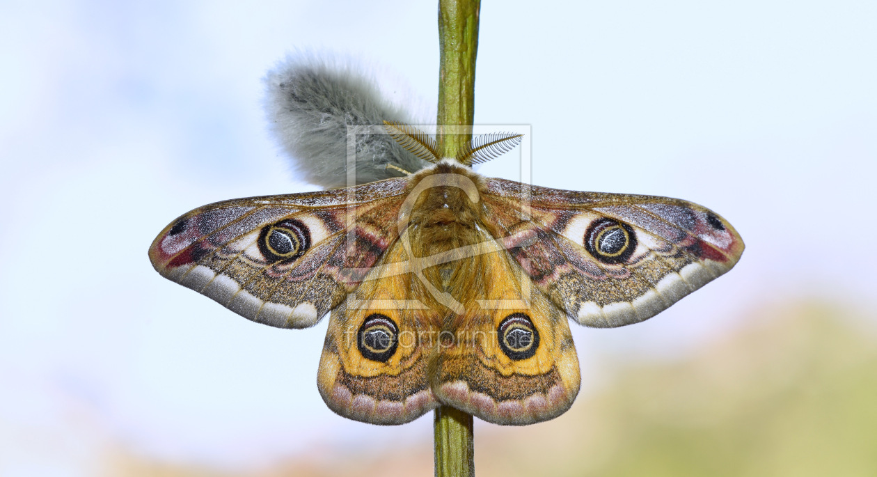 Bild-Nr.: 12571421 Saturnia pavonia erstellt von GUGIGEI