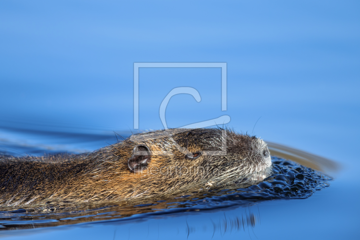 Bild-Nr.: 12575248 Nutria erstellt von DirkR