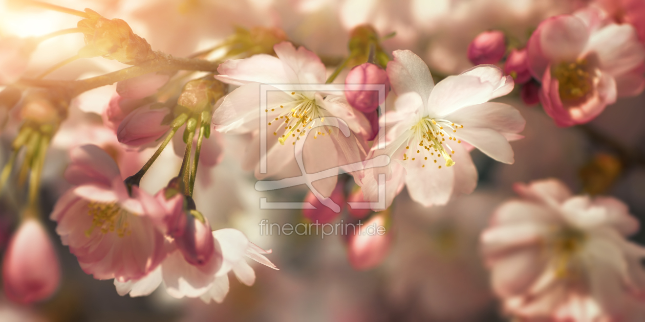 Bild-Nr.: 12576035 Kirschblüten Nahaufnahme in stilisierten Farben  erstellt von Smileus