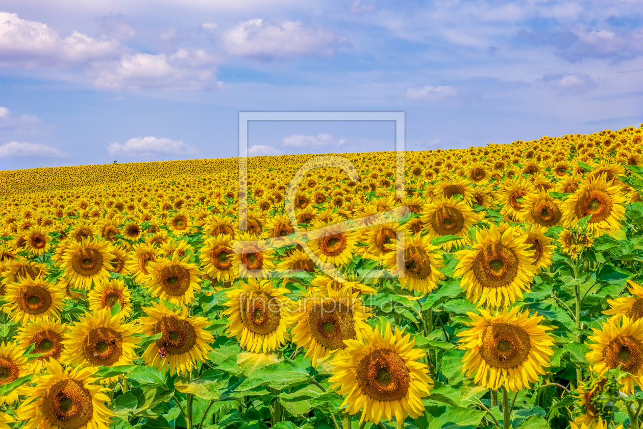 Bild-Nr.: 12577311 Sonnenblumenfeld erstellt von andreasschwalm