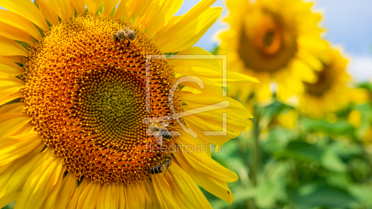 Bild-Nr.: 12577312 Sonnenblumenbienen erstellt von andreasschwalm