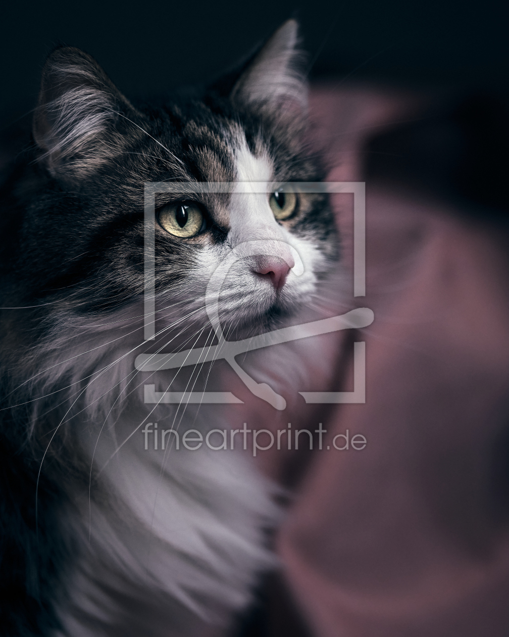 Bild-Nr.: 12577623 Maine Coon Katze Portrait erstellt von KundenNr-333185