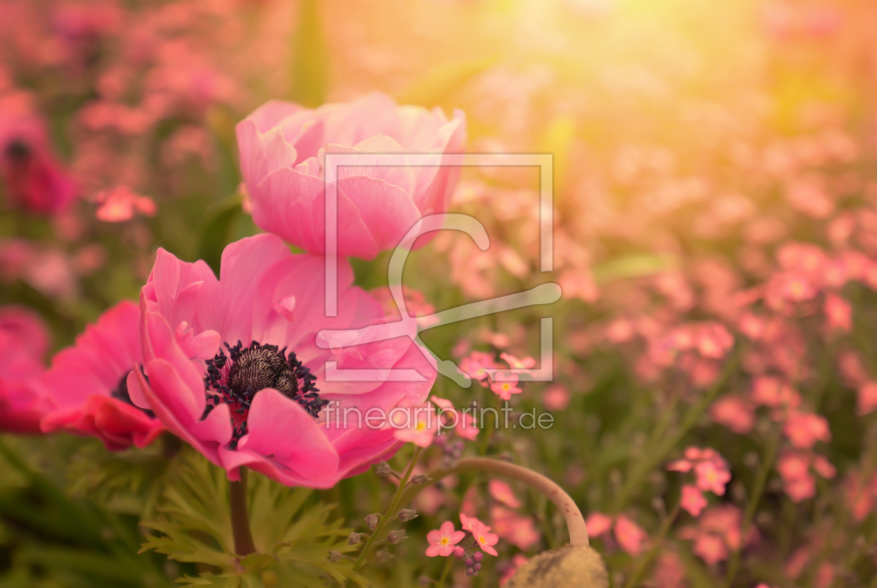 Bild-Nr.: 12578655 Pretty pink erstellt von zwergl0611