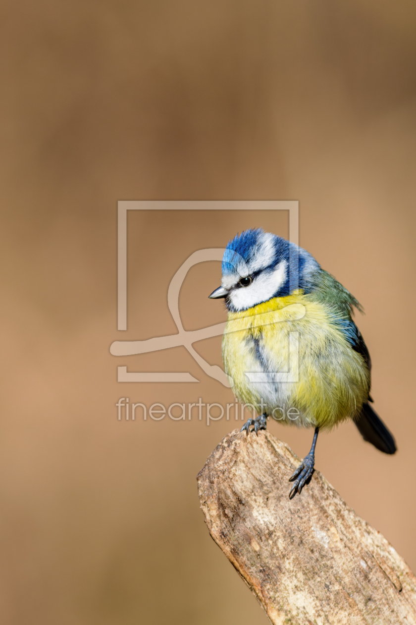 Bild-Nr.: 12579931 Blaumeise erstellt von DirkR