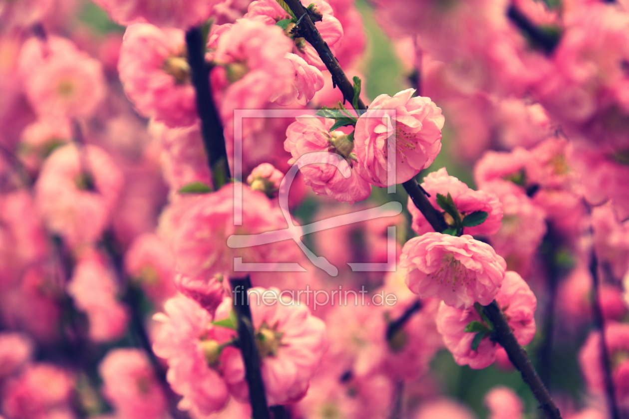 Bild-Nr.: 12582060 Mandelblüten erstellt von GUGIGEI