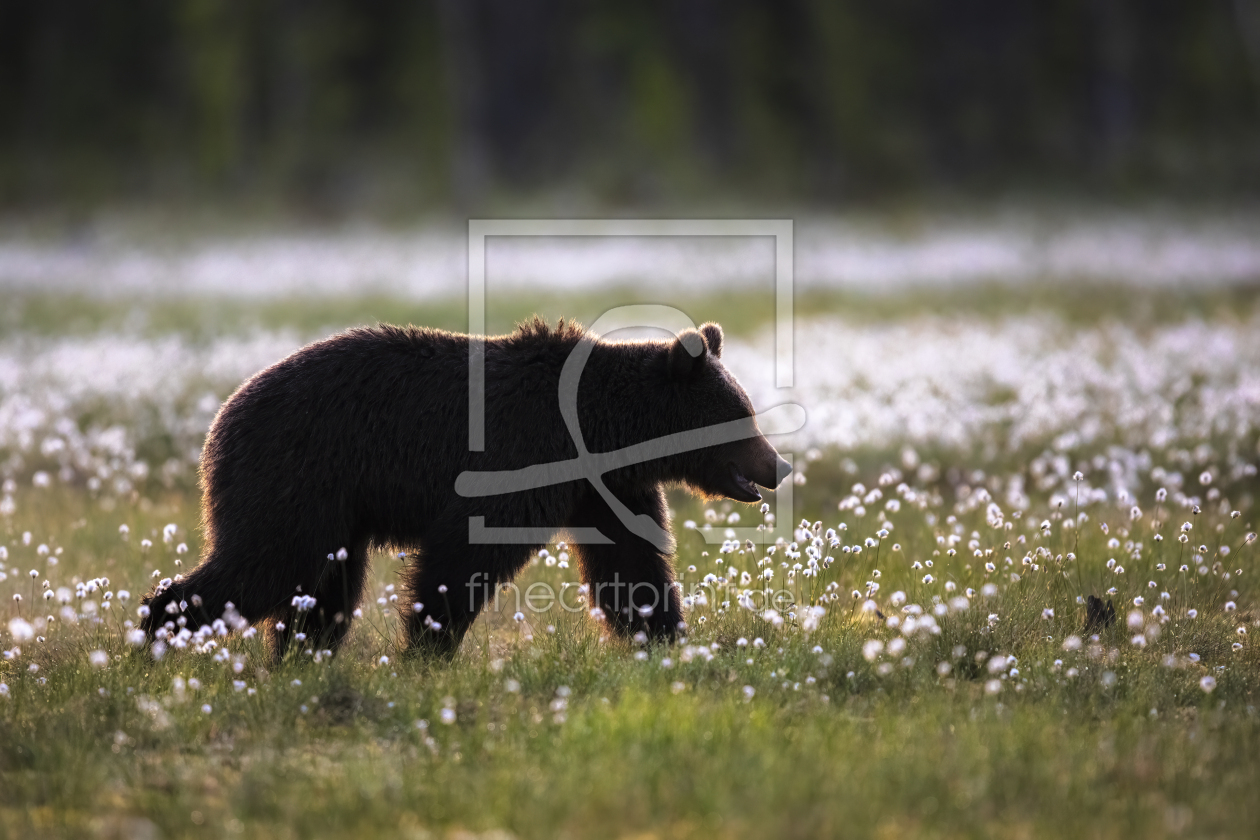 Bild-Nr.: 12584114 Bär im Wollgras erstellt von Daniela Beyer