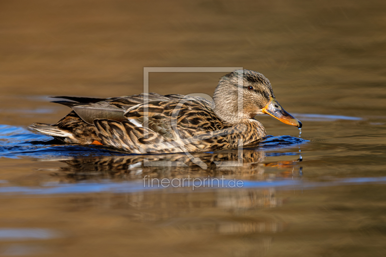 Bild-Nr.: 12589033 Stockente erstellt von DirkR