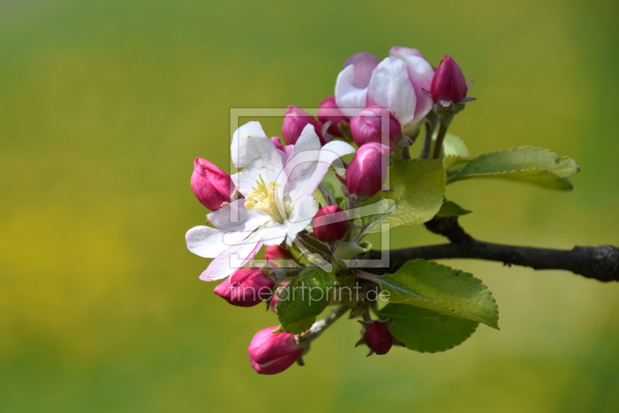 Bild-Nr.: 12589156 Apfelblüte erstellt von GUGIGEI