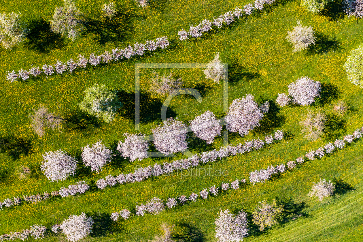 Bild-Nr.: 12589360 Obstbaumblüte auf der Schwäbischen Alb erstellt von dieterich