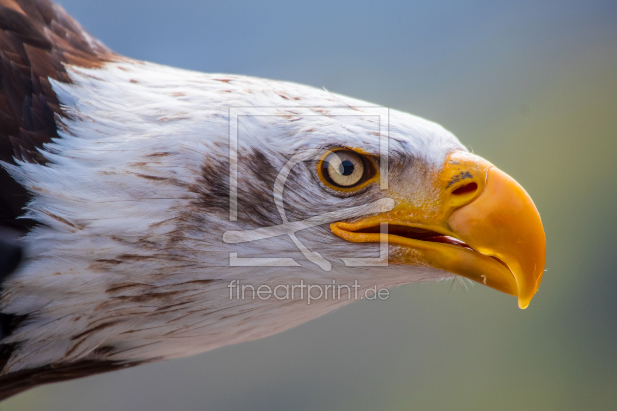 Bild-Nr.: 12589512 Weißkopfseeadler im Profil erstellt von Tanja Riedel