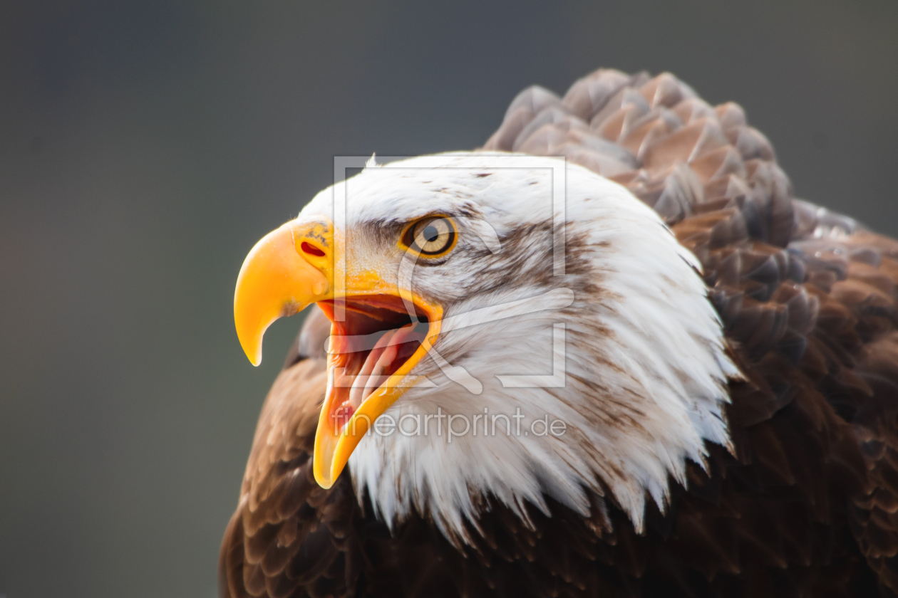 Bild-Nr.: 12589514 Weißkopfseeadler erstellt von Tanja Riedel