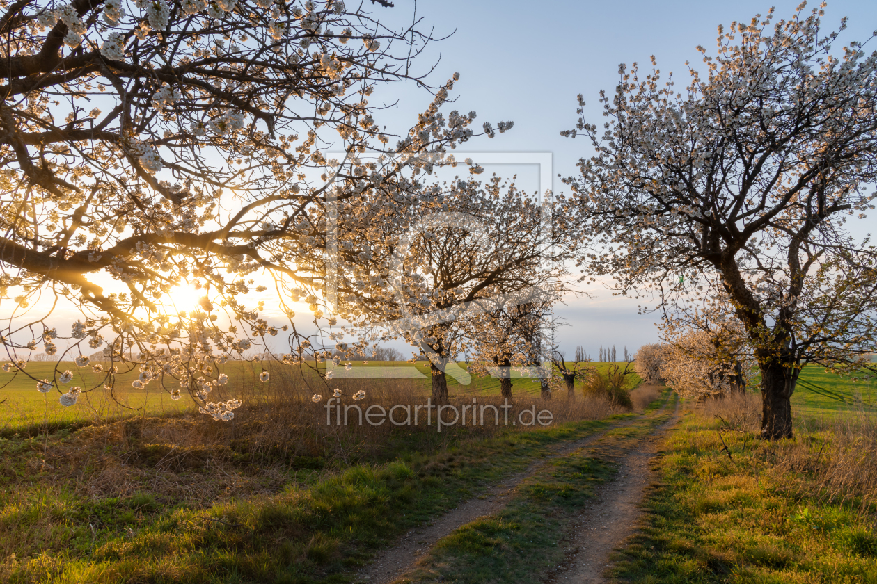 Bild-Nr.: 12589694 Frühling erstellt von Steffen Gierok