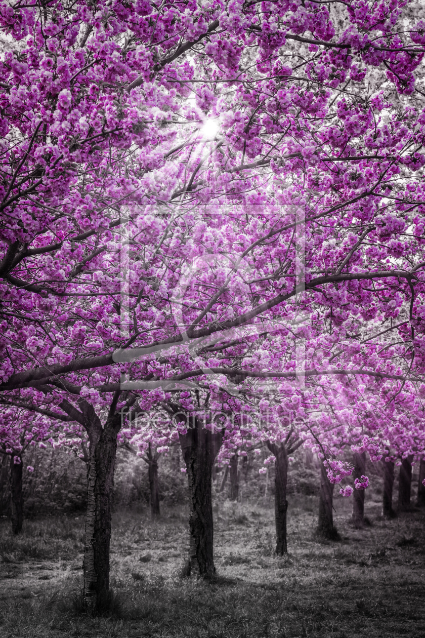 Bild-Nr.: 12591919 Kirschblüten im Sonnenlicht  erstellt von Melanie Viola