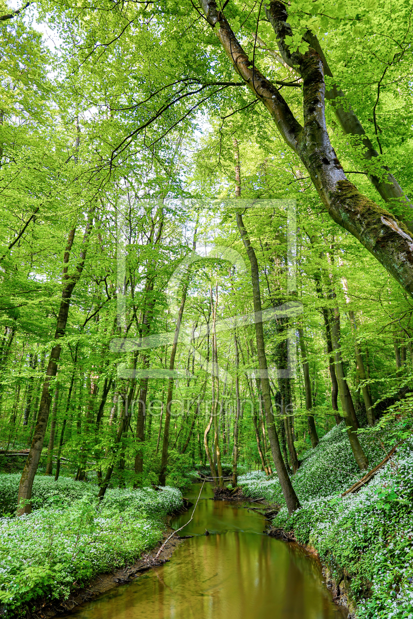 Bild-Nr.: 12591989 Im Bärlauchwald erstellt von Thomas Herzog