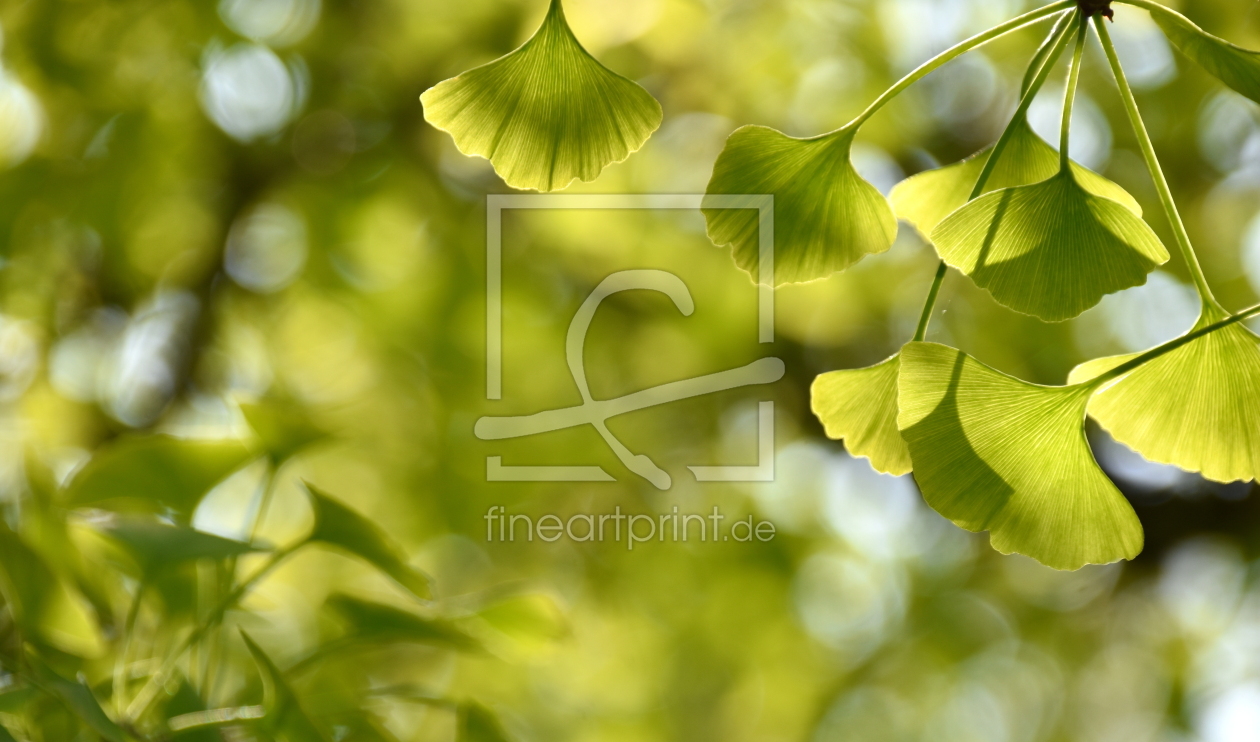 Bild-Nr.: 12592910 Ginkgo erstellt von GUGIGEI