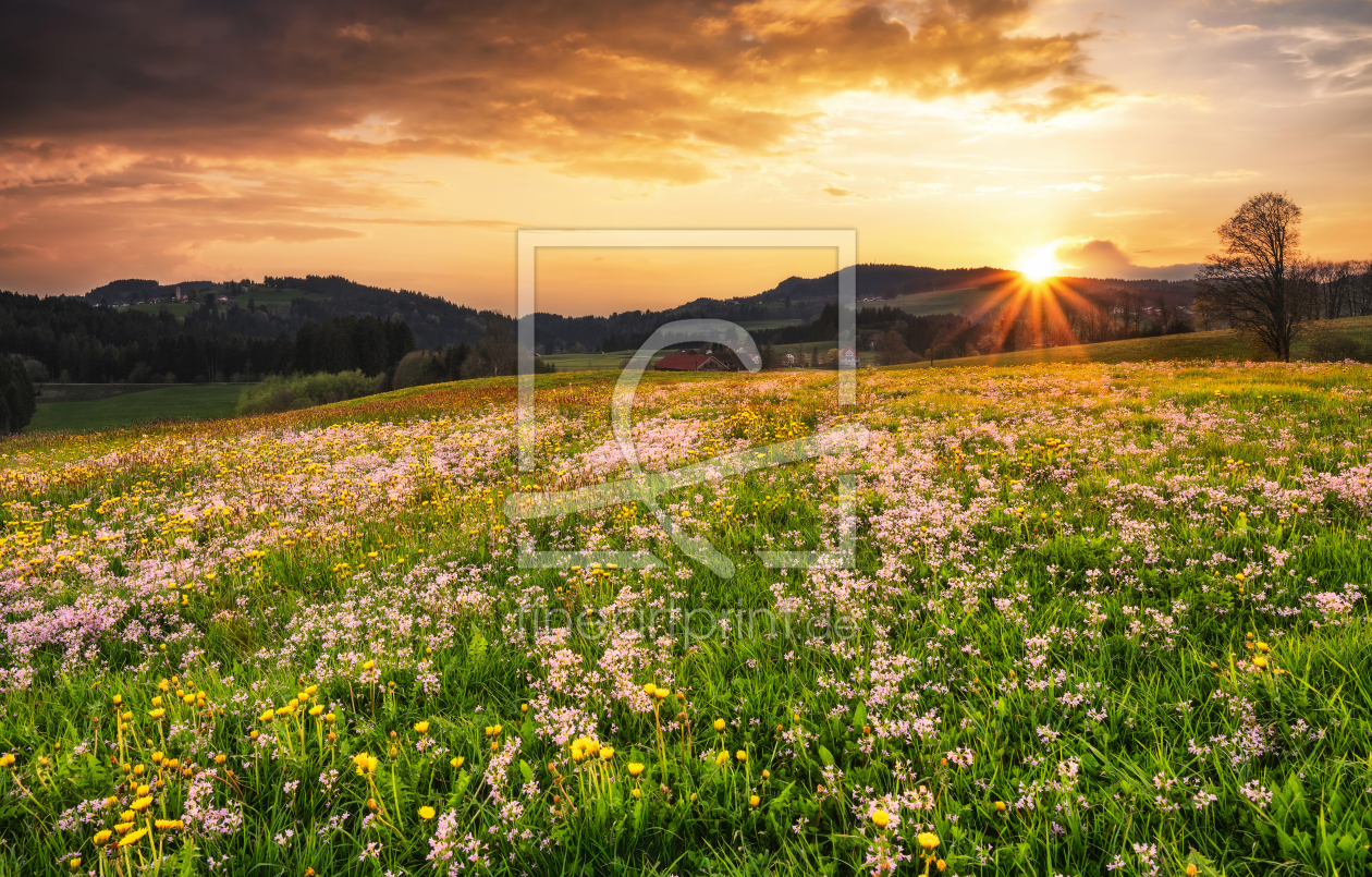 Bild-Nr.: 12593064 Sonnenuntergang über bunter Blumenwiese erstellt von Andreas Föll