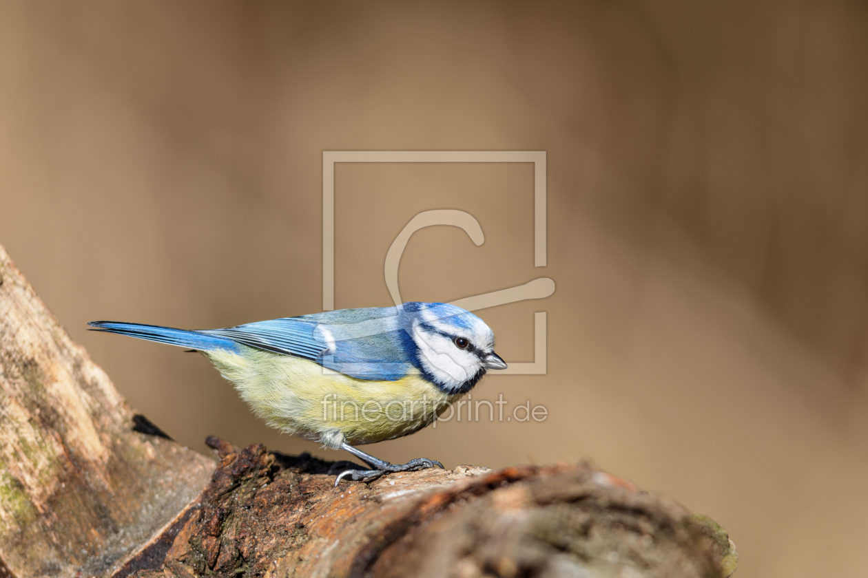 Bild-Nr.: 12593965 Blaumeise erstellt von DirkR