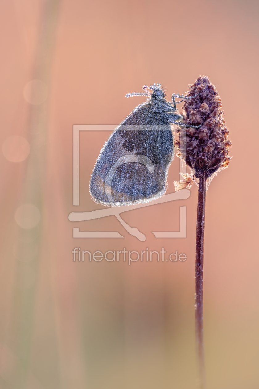 Bild-Nr.: 12594202 Schmetterling im Sonnenaufgangslicht mit Tautropfe erstellt von Horst Husheer