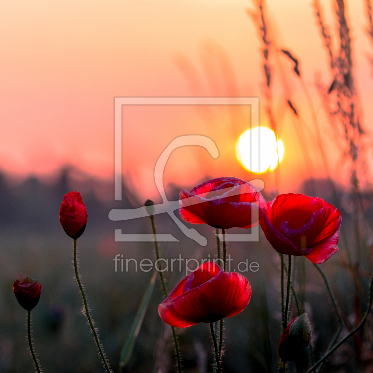 Bild-Nr.: 12594312 Mohn bei Sonnenaufgang erstellt von KundenNr-366828