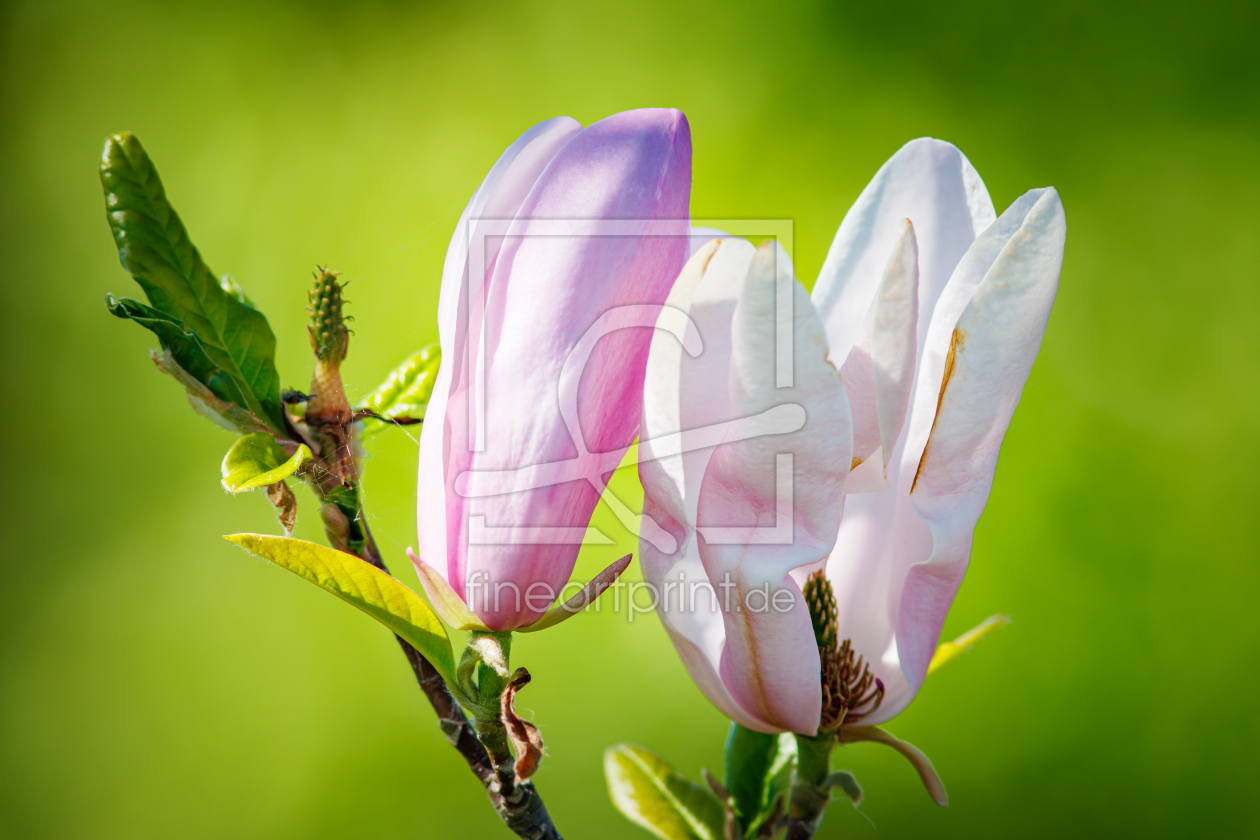 Bild-Nr.: 12595094 Magnolien erstellt von FotoDeHRO