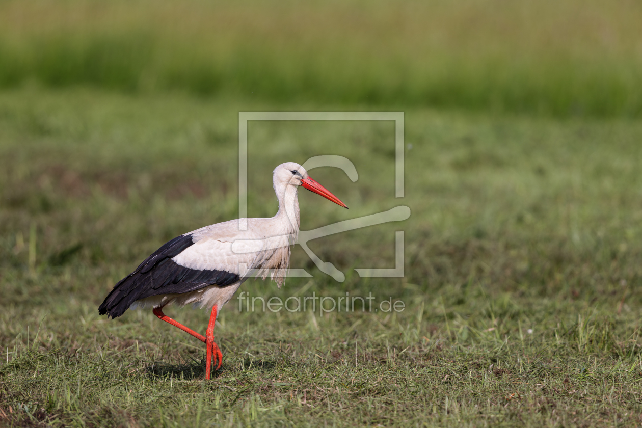 Bild-Nr.: 12595496 Weißstorch im Frühling erstellt von DirkR