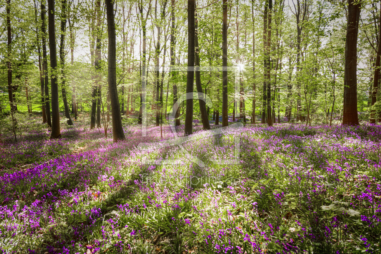 Bild-Nr.: 12595822 Im Wald der blauen Blumen erstellt von boegau-photography