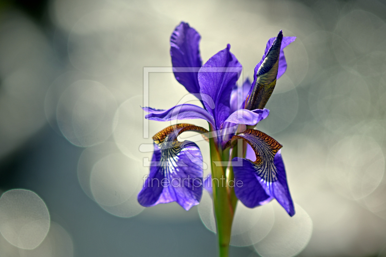 Bild-Nr.: 12596837 Iris erstellt von GUGIGEI