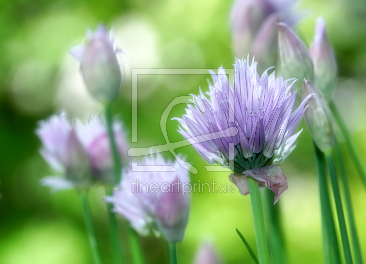 Bild-Nr.: 12597110 Allium erstellt von youhaveadream