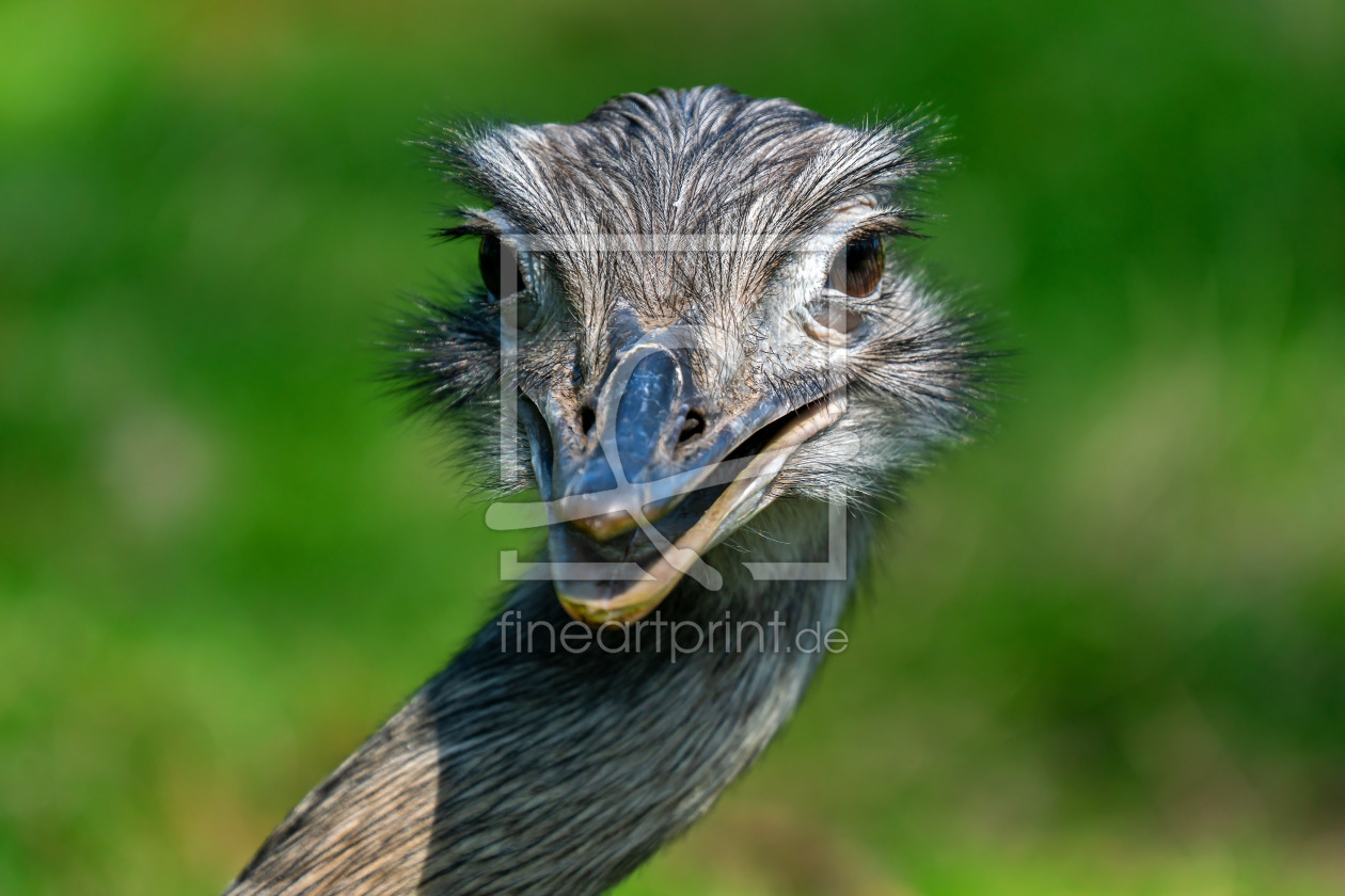 Bild-Nr.: 12597340 Happy Nandu erstellt von volker heide