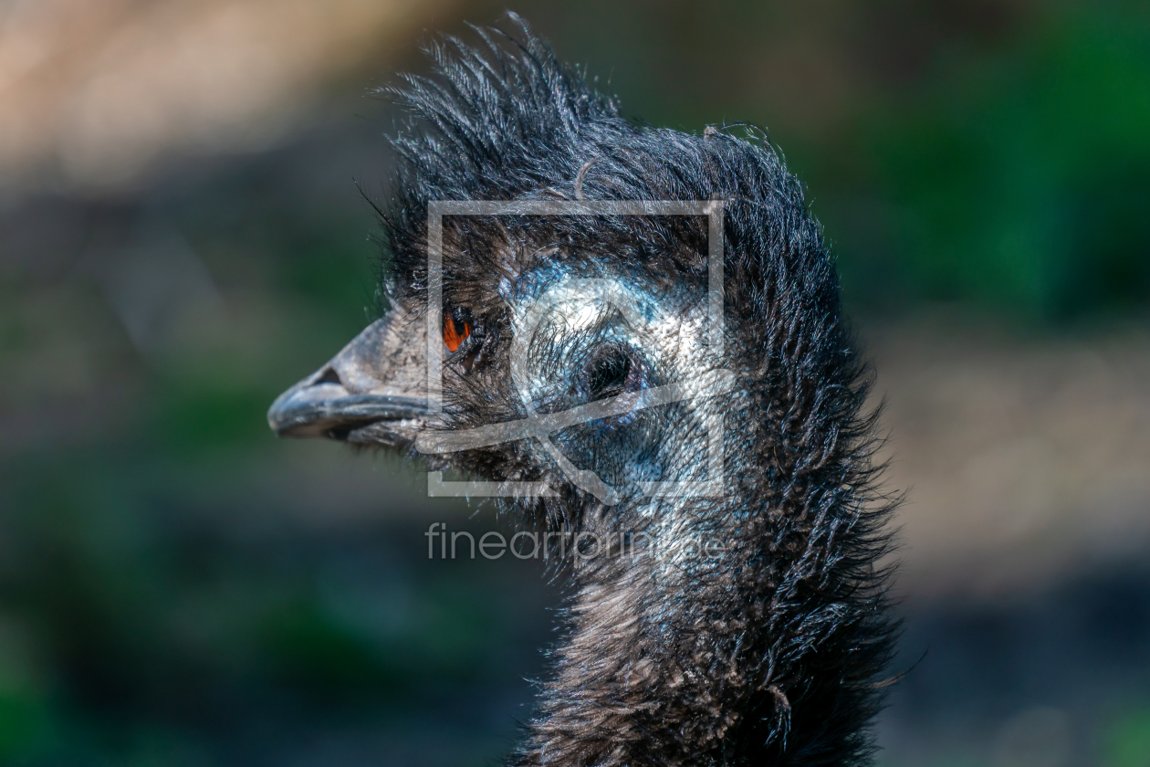 Bild-Nr.: 12597892 Neugieriger Emu  erstellt von volker heide