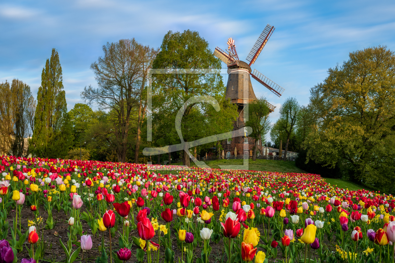 Bild-Nr.: 12600083 Tulpen an der Windmühle in Bremen erstellt von Mapics