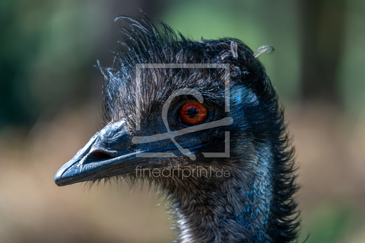 Bild-Nr.: 12602457 Emu Porträt erstellt von volker heide