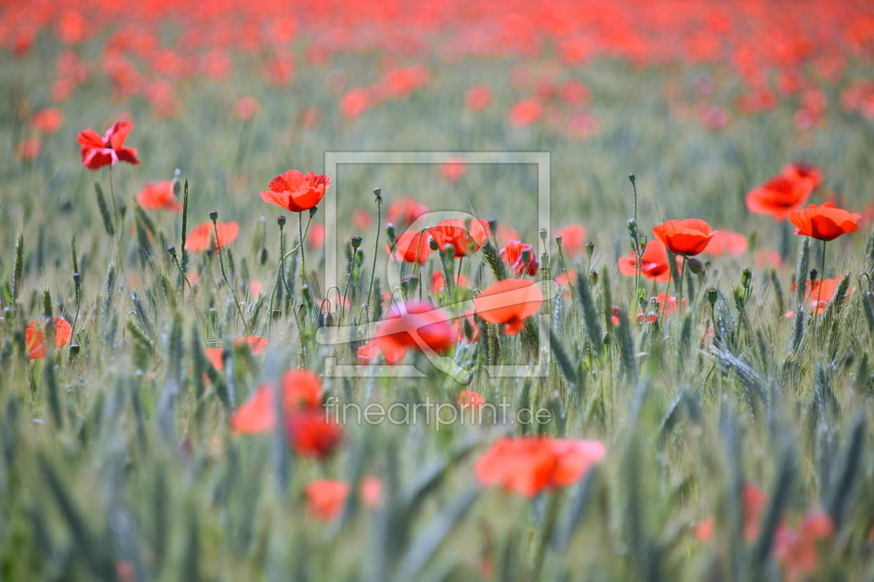 Bild-Nr.: 12603306 Klatschmohn erstellt von GUGIGEI