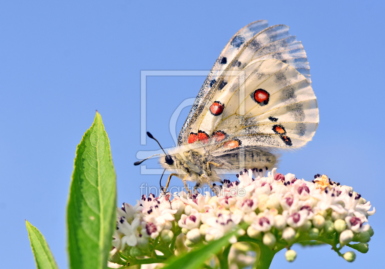 Bild-Nr.: 12604804 Roter Apollo erstellt von GUGIGEI