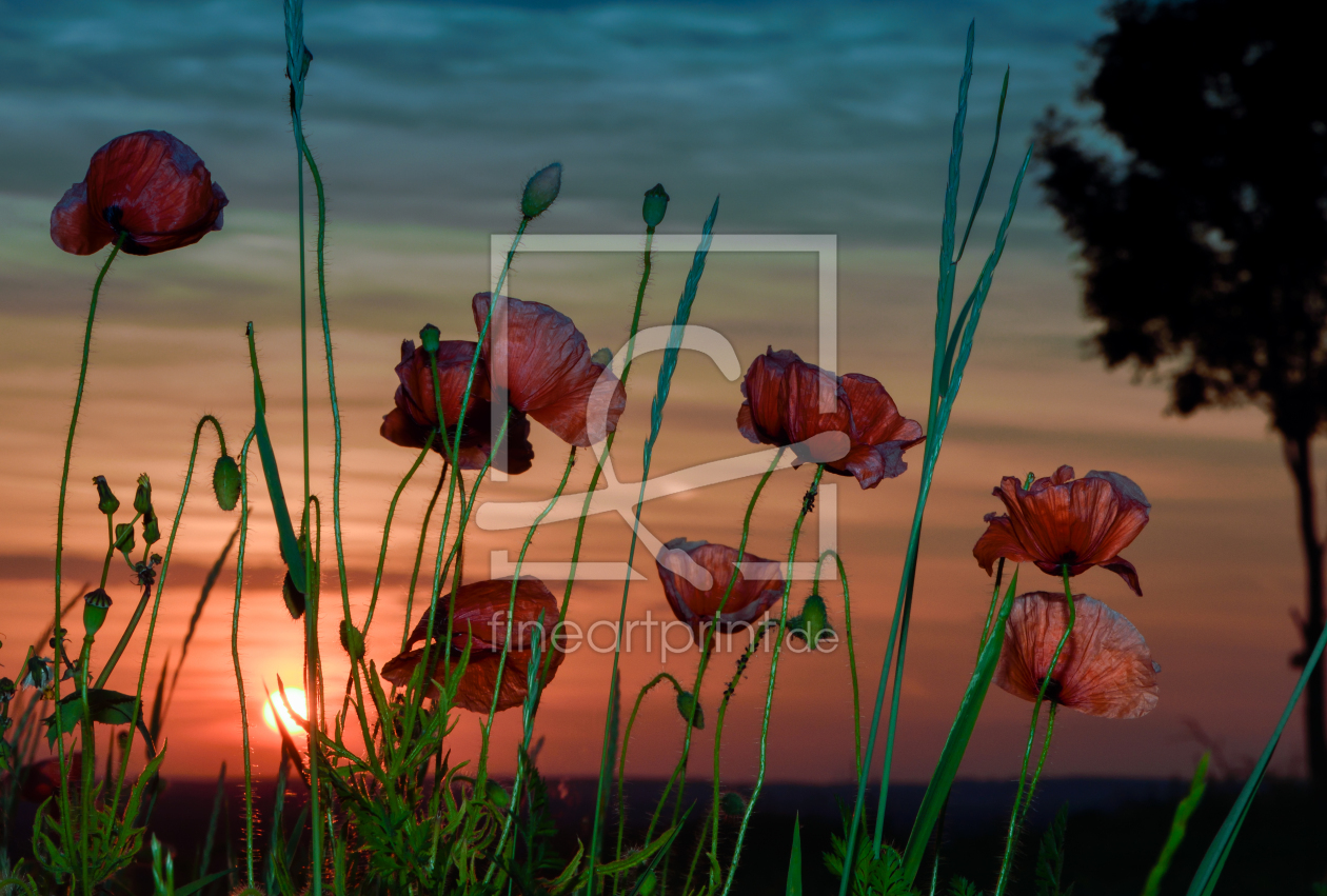 Bild-Nr.: 12604844 Mohnblumen erstellt von Gregor Handy