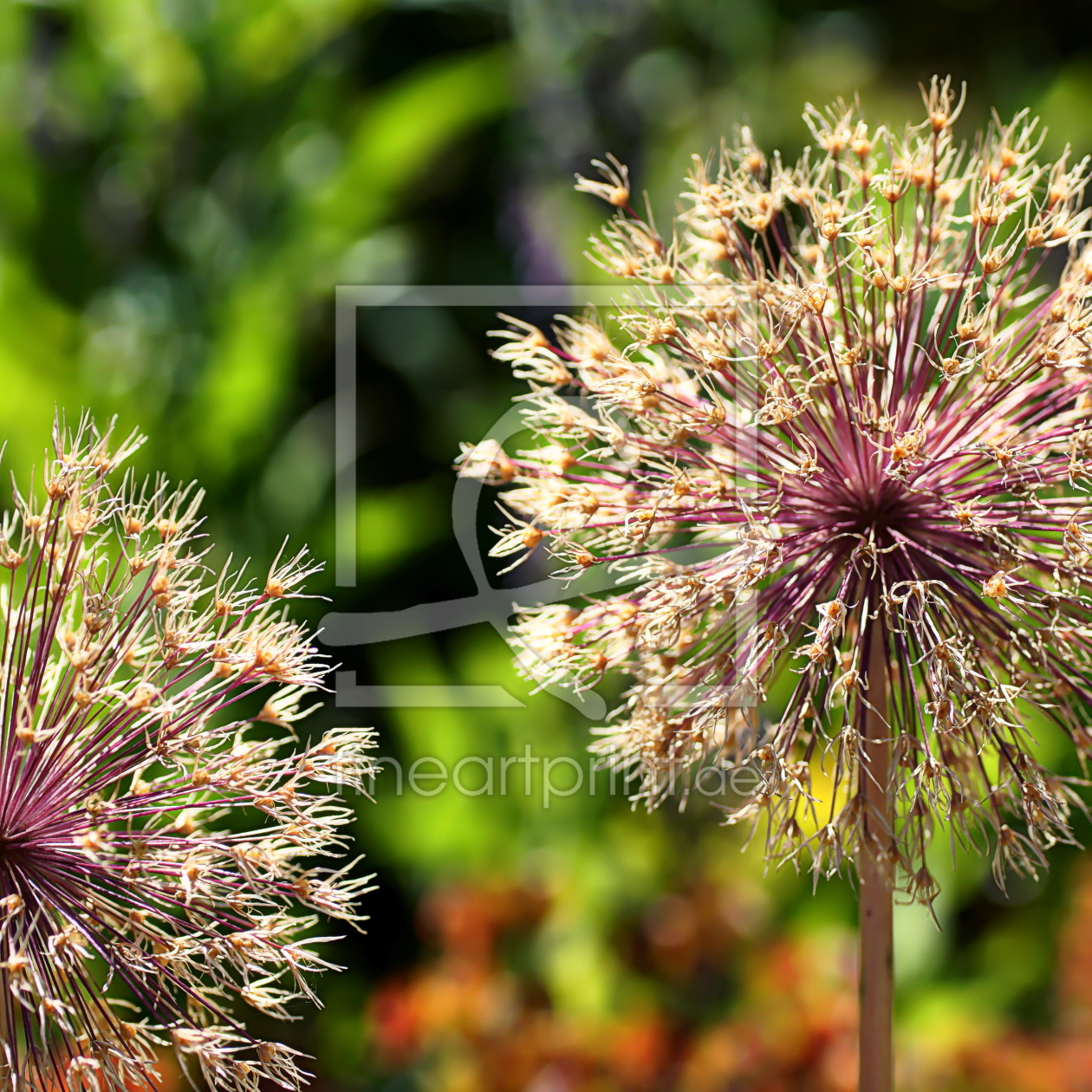 Bild-Nr.: 12605114 Allium erstellt von youhaveadream