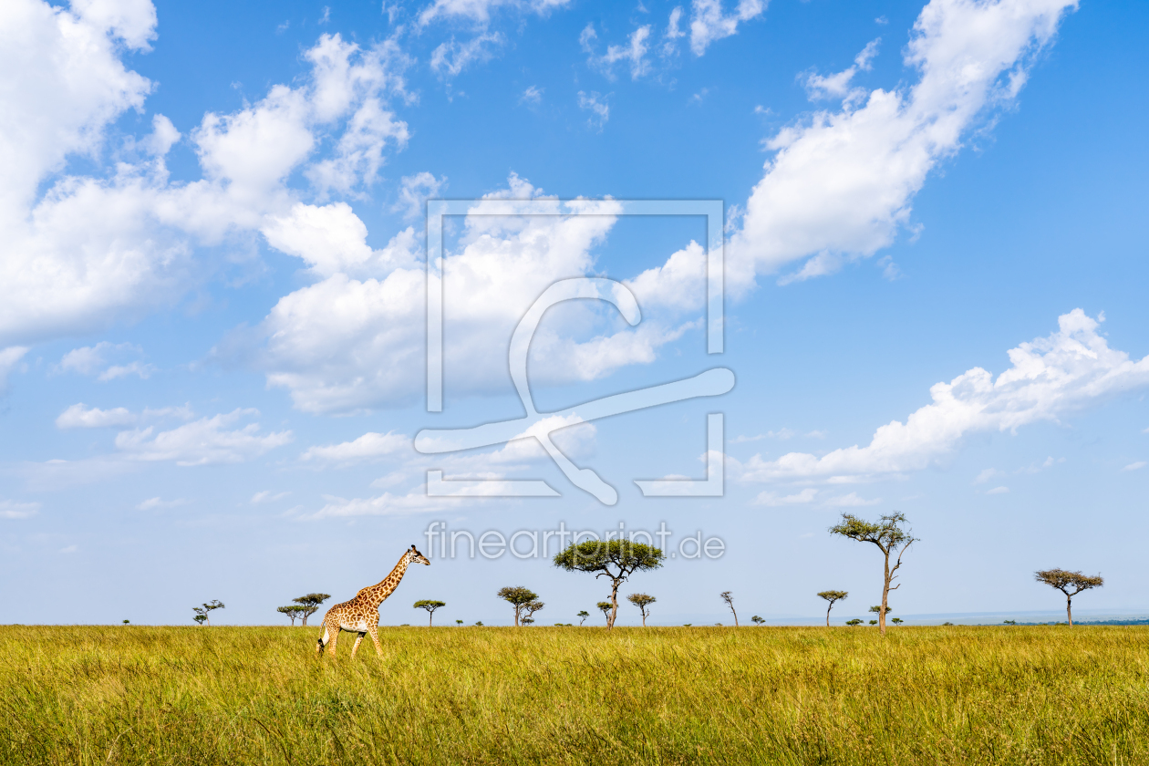 Bild-Nr.: 12605158 Giraffe in der Maasai Mara erstellt von eyetronic