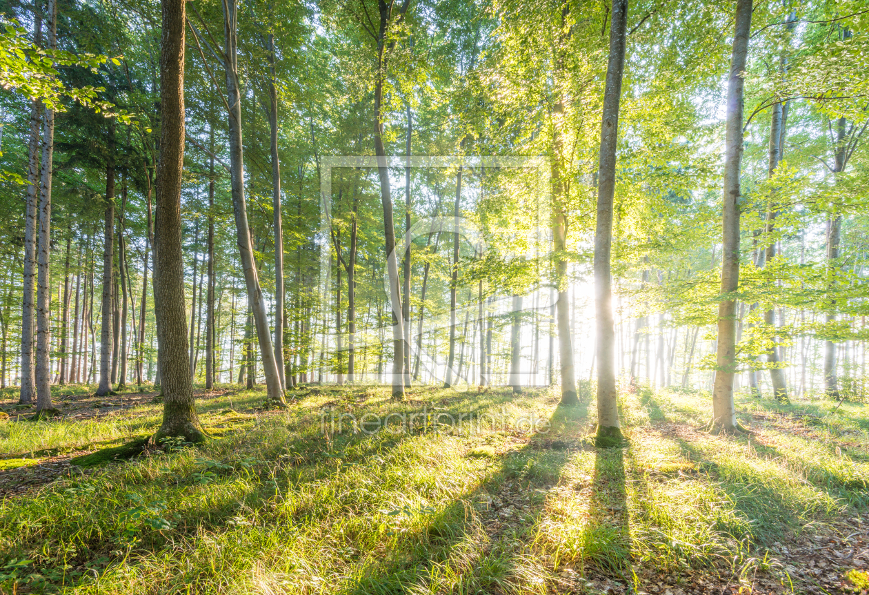 Bild-Nr.: 12607766 Sonnenaufgang im Wald erstellt von hannes cmarits