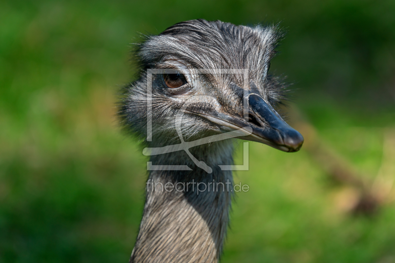 Bild-Nr.: 12607787 Nandu Porträt erstellt von volker heide