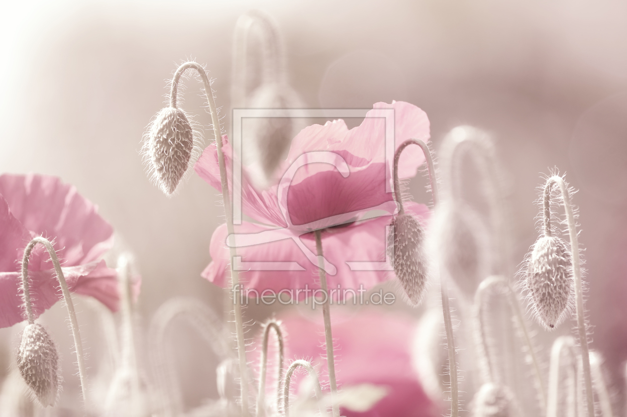 Bild-Nr.: 12610187 Mohnblumen Liebe zartes Rosa erstellt von Tanja Riedel