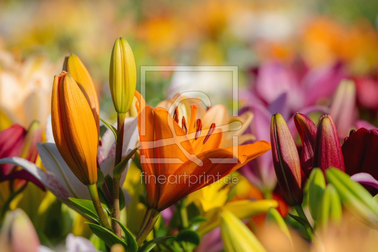 Bild-Nr.: 12614156 Bunte Lilien auf dem Feld erstellt von Tanja Riedel