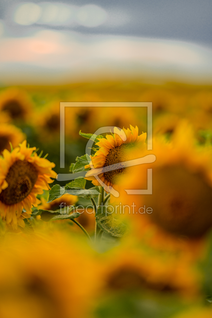 Bild-Nr.: 12614226 Ein Meer aus Sonnenblumen erstellt von boegau-photography