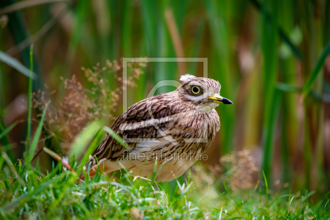 Bild-Nr.: 12614417 Zugvogel der Triel erstellt von Tanja Riedel