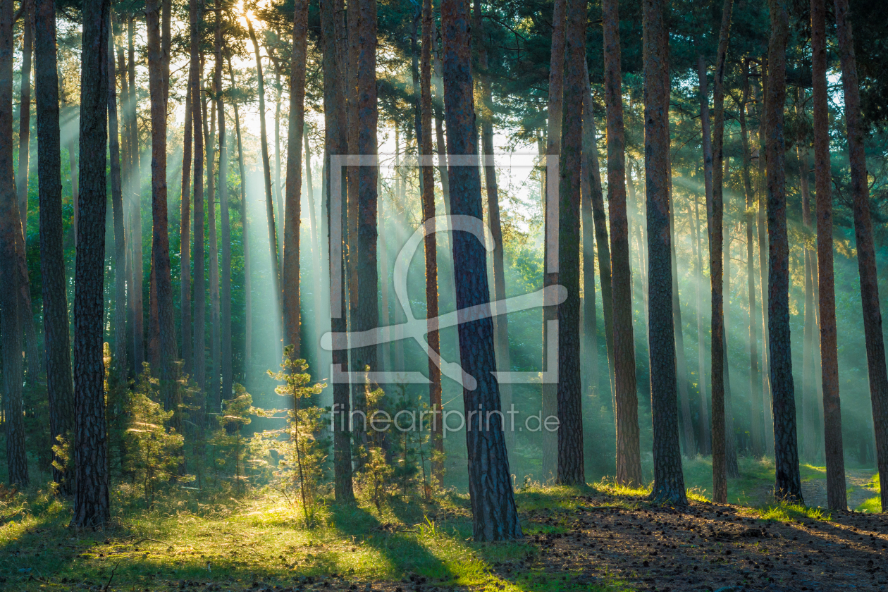 Bild-Nr.: 12616940 Licht im Wald erstellt von Martin Martin Wasilewski