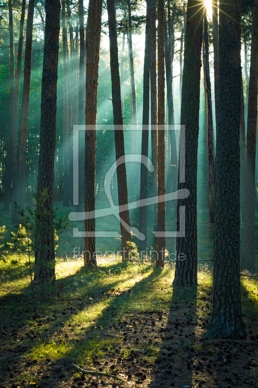 Bild-Nr.: 12616942 Wald im Harz an einem Morgen im Herbst erstellt von Martin Martin Wasilewski